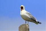 American Herring Gullborder=